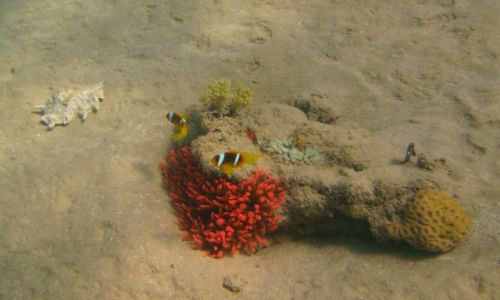 Zdjecie EGIPT / Zatoka aqaba / Ras Mohamed / błazenki (Amphiprion bicinctus)