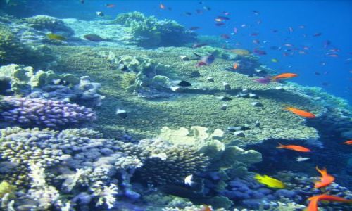 Zdjecie EGIPT / zatoka Aqaba / Sharm el Sheikh, Nabqu Bay / życie na rafie