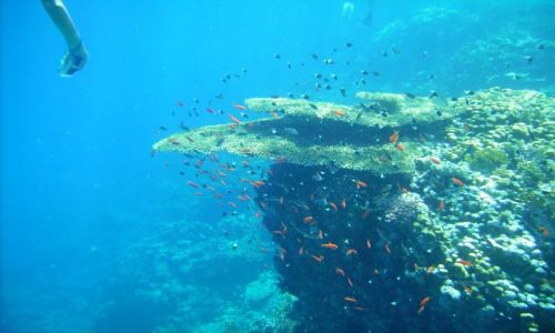 Zdjecie EGIPT / zatoka Aqaba / Ras Mohamed / koralowa