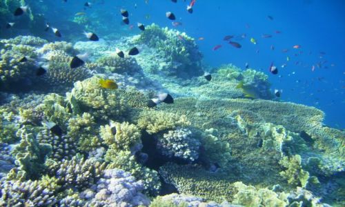 Zdjęcie EGIPT / zatoka Aqaba / Sharm el Sheikh, zatoka Nabq / życie na rafie II