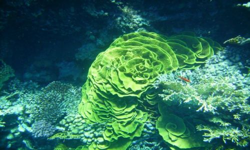 Zdjecie EGIPT / zatoka Aqaba / Ras Mohamed / zielony koral: Turbinaria mesenterina