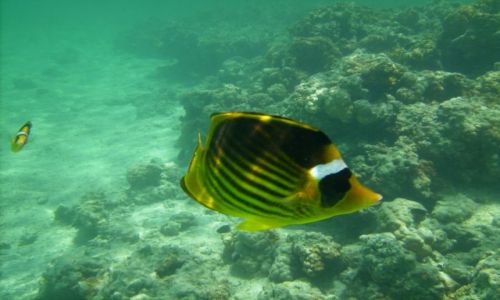 Zdjecie EGIPT / zatoka Aqaba / Sharm el Sheikh, zatoka Nabq / mieszkaniec rafy: Chaetodon fasciatus