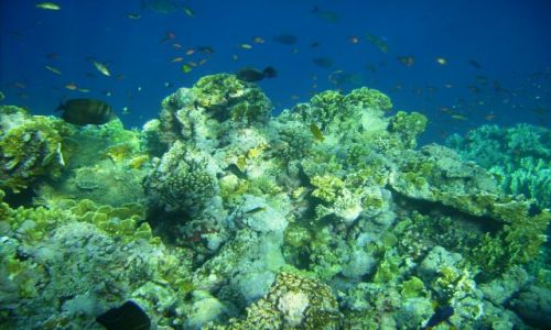 Zdjecie EGIPT / zatoka Aqaba / Sharm el Sheikh, zatoka Nabq / życie na rafie III