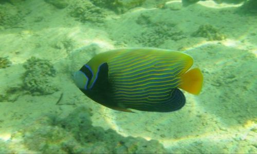 Zdjecie EGIPT / zatoka Aqaba / Sharm el Sheikh, zatoka Nabq / Mieszkaniec rafy: Pomacanthus imperator