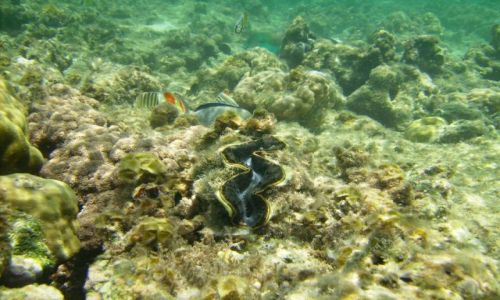 Zdjęcie EGIPT / zatoka Aqaba / Sharm el Sheikh, zatoka Nabq / przedstawiciel mięczaków: Tridacna maxima