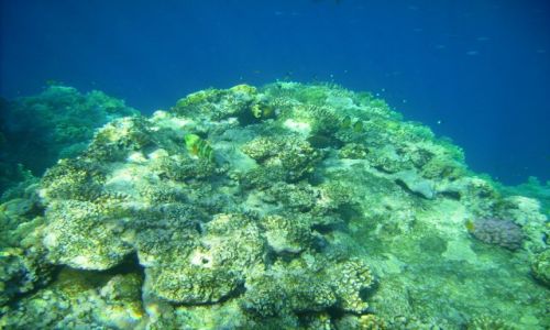 Zdjęcie EGIPT / zatoka Aqaba / Sharm el Sheikh, zatoka Nabq / życie na rafie III