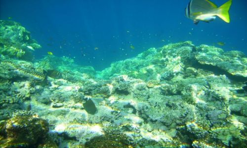 Zdjęcie EGIPT / zatoka Aqaba / Sharm el Sheikh, zatoka Nabq / na rafie...