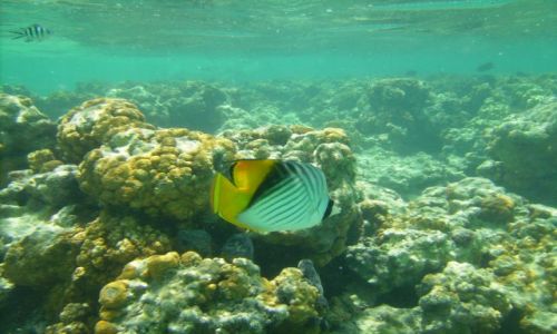 Zdjęcie EGIPT / zatoka Aqaba / Sharm el Sheikh, zatoka Nabq / mieszkaniec rafy :Chaetodon auriga