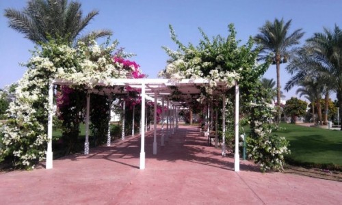 Zdjcie EGIPT / Muhafaza_Prowincja Morza Czerwonego / Hurghada / Kwiecista pergola