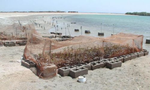 Zdjecie EGIPT / brak / Sharm El Sheikh / Hodowla namorzynów