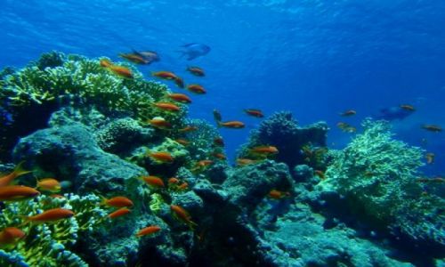 Zdjęcie EGIPT / brak / okolice sharm el sheikh / rafy morza czerwonego