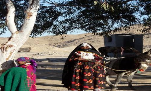 Zdjęcie EGIPT / Afryka / Okolice Port Safaga / W oazie