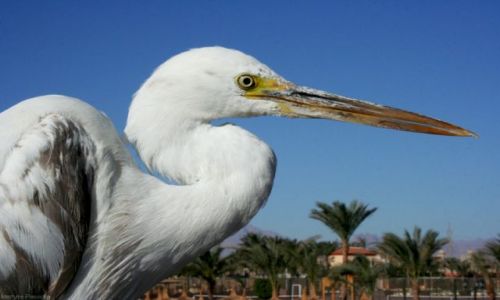 Zdjecie EGIPT / Hurghada / Dana Beach Resort / Czapla