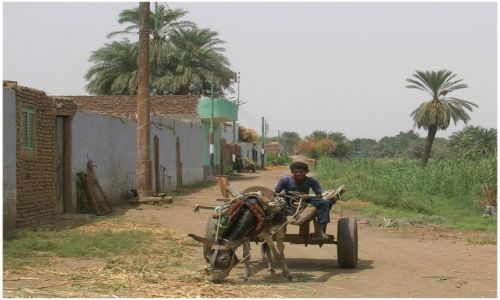 Zdjęcie EGIPT / brak / Asuan -wysepka na Nilu / Woźnica