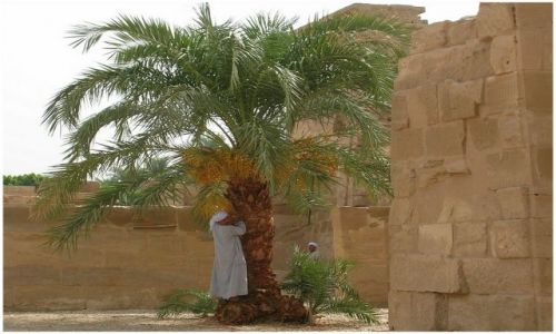 Zdjęcie EGIPT / Egipt środkowy / Medinat Habu / Pod palmą