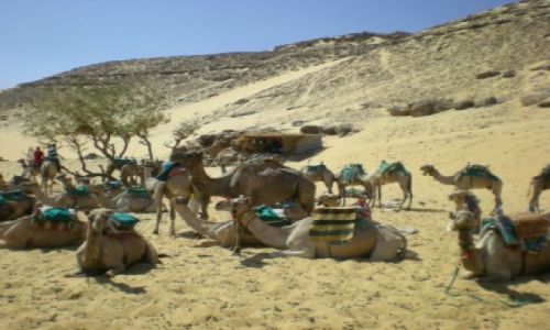 Zdjęcie EGIPT / brak / gdzies na pustyni / camels