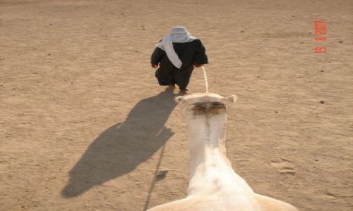 Zdjecie EGIPT / Kair / Giza /