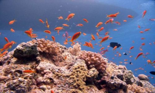 Zdjecie EGIPT / Hurghada / okolice Wyspu Giftun / Rybim okiem....:)