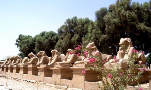 Zdjecie EGIPT / Karnak / świątynia w Karnaku / oleander i lwy w Karnaku