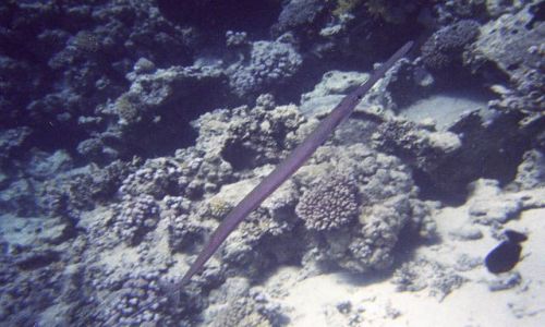 Zdjęcie EGIPT / Sharm el - Sheikh / Sharm el - Sheikh / Fistularia commersonii - Fistulka (cornetfish)