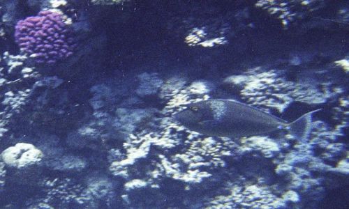 Zdjecie EGIPT / Sharm el - Sheikh / Sharm el - Sheikh / Naso brevirostris - Spotted unicornfish
