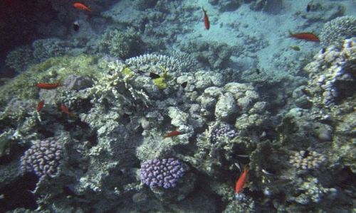 Zdjecie EGIPT / Sharm el - Sheikh / Sharm el - Sheikh / kawaek rafy