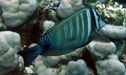 Zdjcie EGIPT / Marsa Alam / Marsa Alam / Zebrasoma