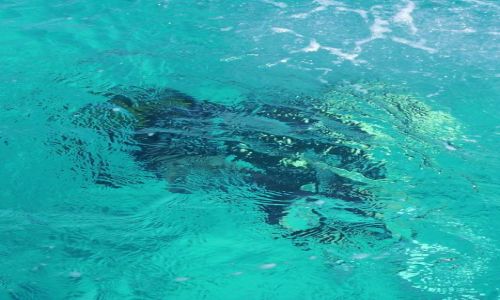 Zdjecie EGIPT / Red Sea / Hurgada / Zdjęcie podwodne