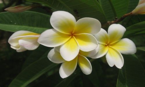 Zdjcie EGIPT / Marsa el Alam / Marsa el Alam / plumeria
