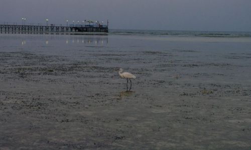 Zdjęcie EGIPT / - / Marsa Alam / Biały ptak