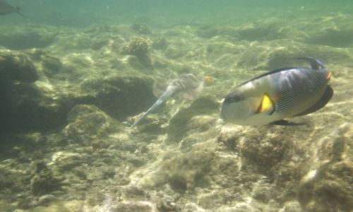 Zdjęcie EGIPT / - / Marsa Alama / Płaszczka