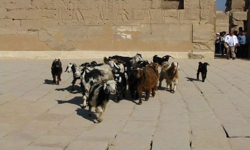 Zdjecie EGIPT / Grny Egipt / Karnak / 