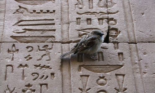 Zdjęcie EGIPT / Górny Egipt / Edfu / Świątynia Horusa