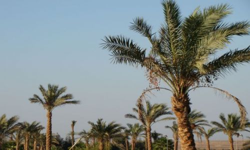 Zdjcie EGIPT / Paw. Synaj / Sharm el Sheik / Palms