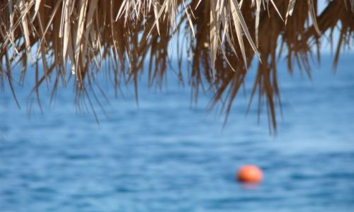 Zdjecie EGIPT / Paw. Synaj / Sharm el Sheik / Sharks Beach