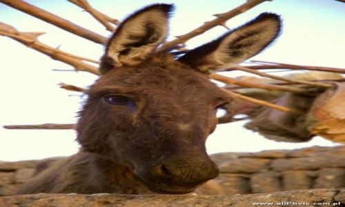 Zdjecie EGIPT / brak / Luxor / Donkey in Gurnat Mura'i