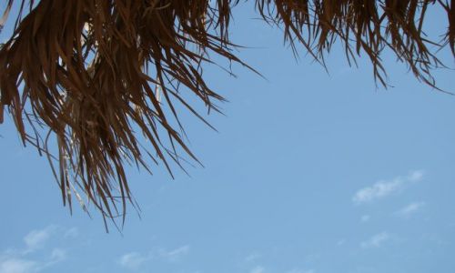 Zdjecie EGIPT / Paw. Synaj / Sharm el Sheik / Niebo i palma