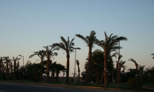 Zdjecie EGIPT / Paw. Synaj / Sharm el Sheik / Alejka