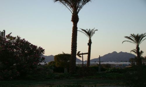 Zdjecie EGIPT / Paw. Synaj / Sharm el Sheik / Pobocze