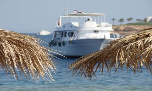 Zdjecie EGIPT / Paw. Synaj / Sharm el Sheik / Palmy i statek w tle