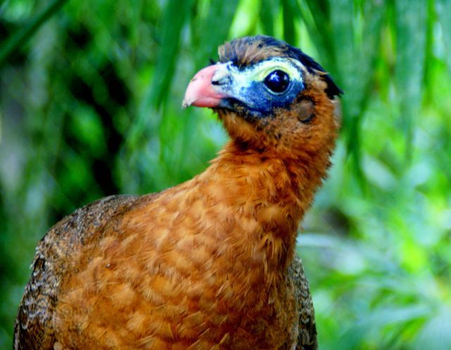 Zdjęcia: Paio, Paio, Ciekawy , EKWADOR Zdjęcia: Paio, Paio, Ciekawy , EKWADOR