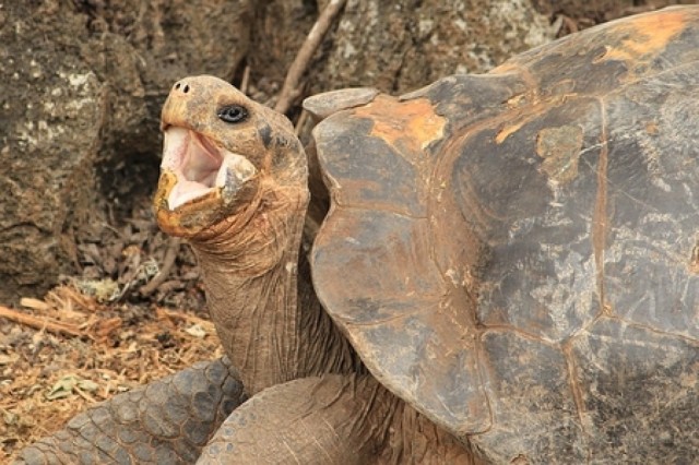Zdj cia: Galapagos, Galapagos, Ziewanie, EKWADOR