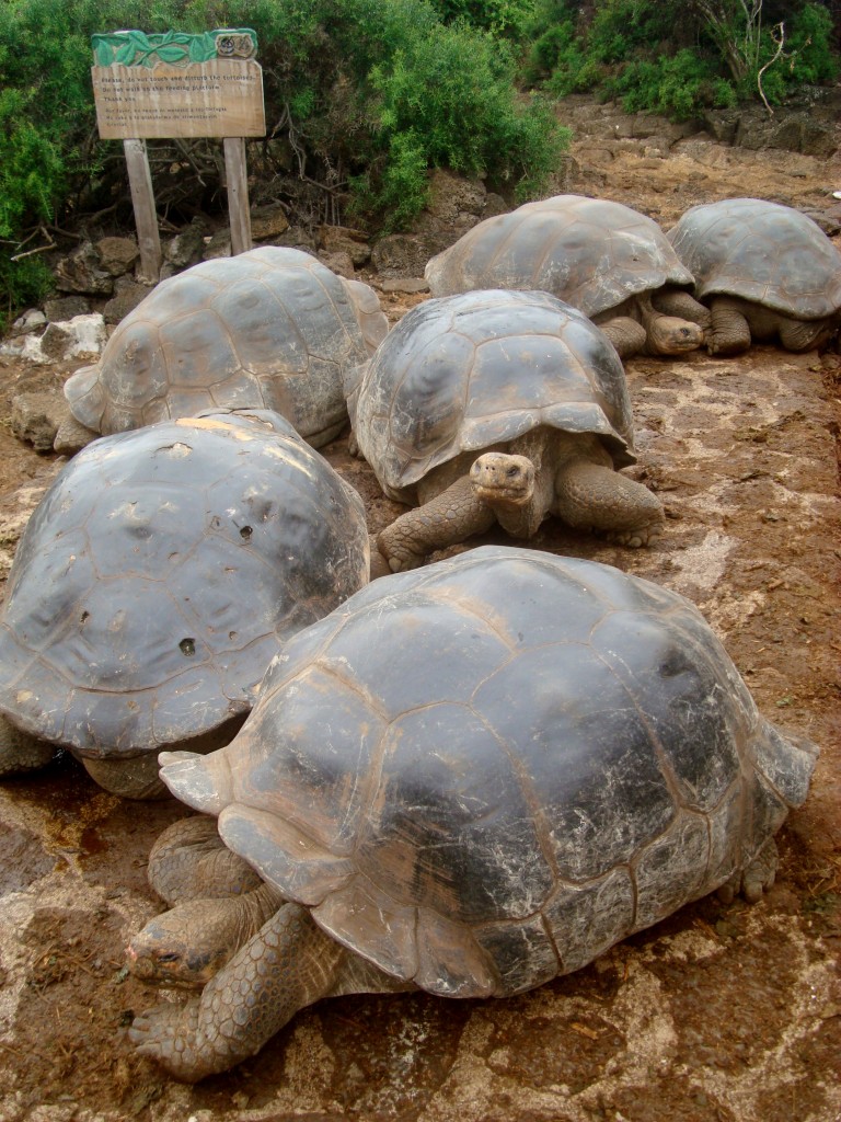 Zdjęcia: CENTRUM NAUKOWE IM. CH. DARWINA, AMERYKA LACINSKA, WYSPY GALAPAGOS, EKWADOR Zdjęcia: CENTRUM NAUKOWE IM. CH. DARWINA, AMERYKA LACINSKA, WYSPY GALAPAGOS, EKWADOR