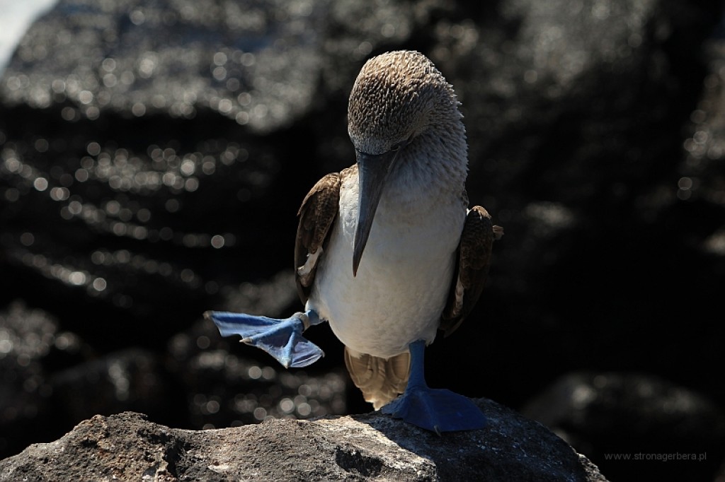 Zdjęcia: Galapagos, Galapagos, Niebieskie, EKWADOR Zdjęcia: Galapagos, Galapagos, Niebieskie, EKWADOR