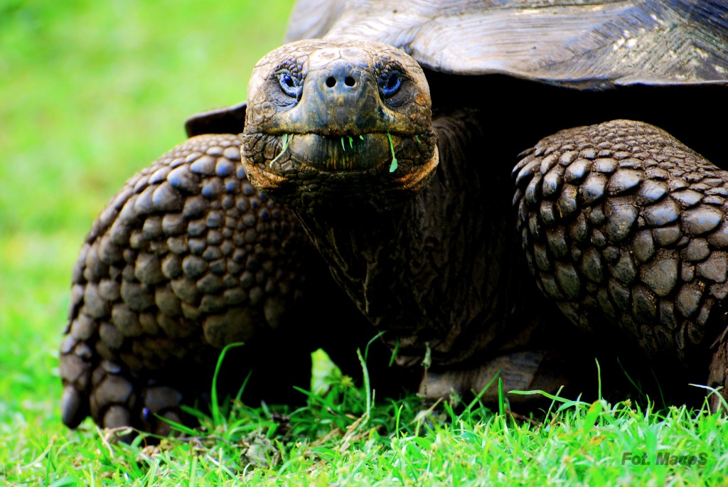 Zdjęcia: Santa Cruz, Galapagos, zółw słoniowy, EKWADOR Zdjęcia: Santa Cruz, Galapagos, zółw słoniowy, EKWADOR