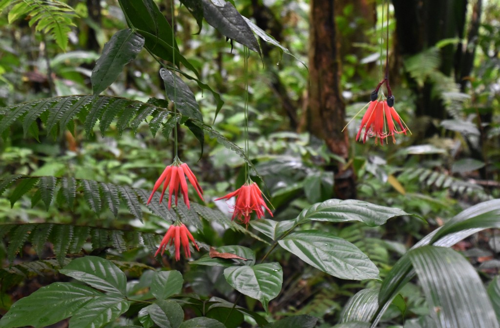 Zdjęcia: w pobliżu rzeki Shiripuno, Amazonia, Zwisające kwiaty, EKWADOR Zdjęcia: w pobliżu rzeki Shiripuno, Amazonia, Zwisające kwiaty, EKWADOR