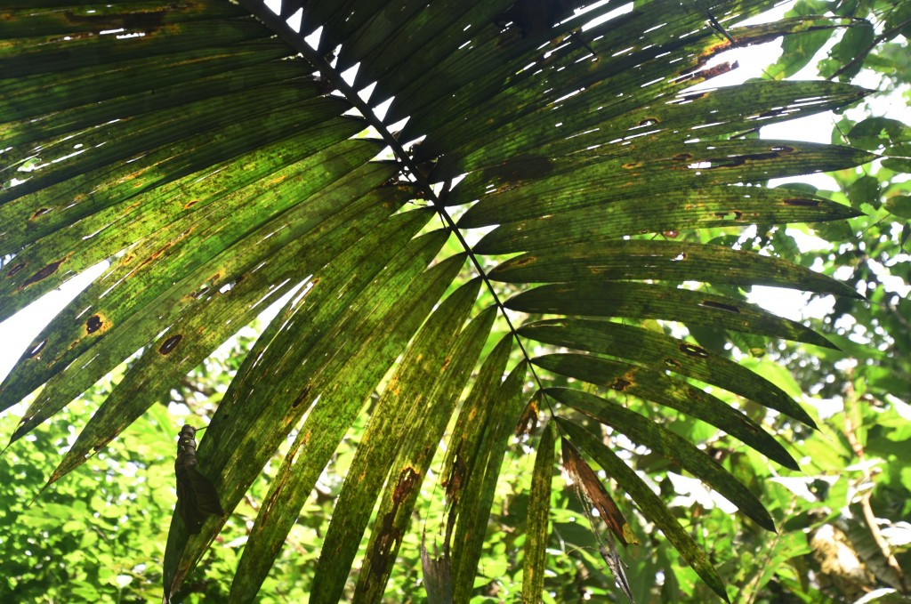 Zdjęcia: lasy deszczowe, Amazonia, Zielone dachy, EKWADOR Zdjęcia: lasy deszczowe, Amazonia, Zielone dachy, EKWADOR