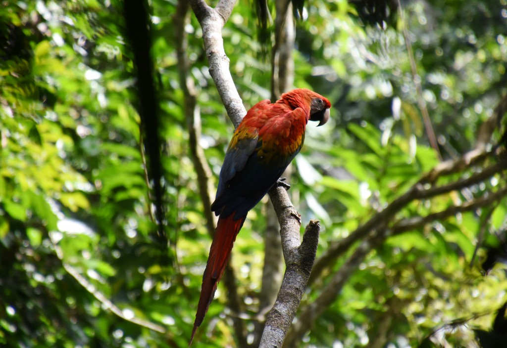 Zdjęcia: lasy deszczowe, Amazonia, Papużka, EKWADOR Zdjęcia: lasy deszczowe, Amazonia, Papużka, EKWADOR