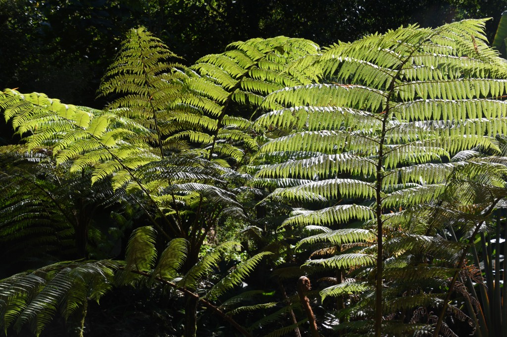 Zdjęcia: lasy deszczowe, Amazonia, Paprocie, EKWADOR Zdjęcia: lasy deszczowe, Amazonia, Paprocie, EKWADOR