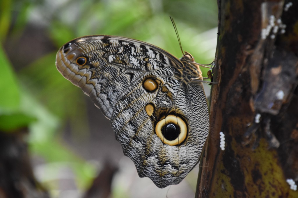Zdjęcia: lasy deszczowe, Amazonia, Motyl sowie oczy, EKWADOR Zdjęcia: lasy deszczowe, Amazonia, Motyl sowie oczy, EKWADOR